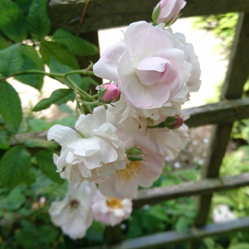 Weiße Rosen im Schlosspark von Versailles.