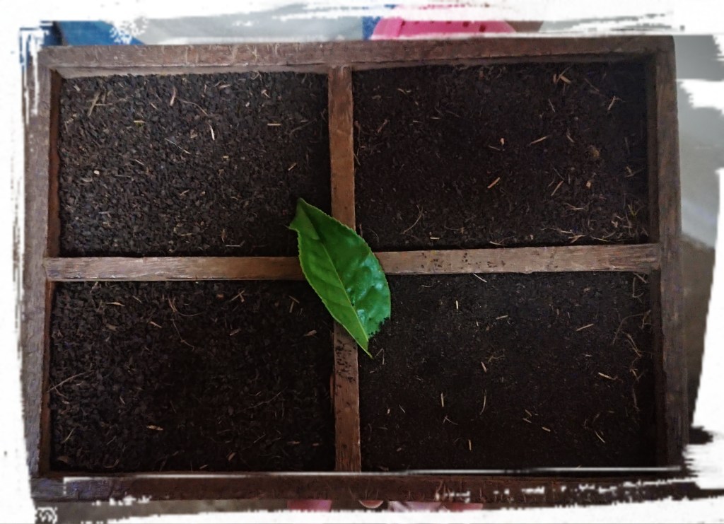 Getrocknete Teeblätter, zur Deko ein frisches grünes Blatt.