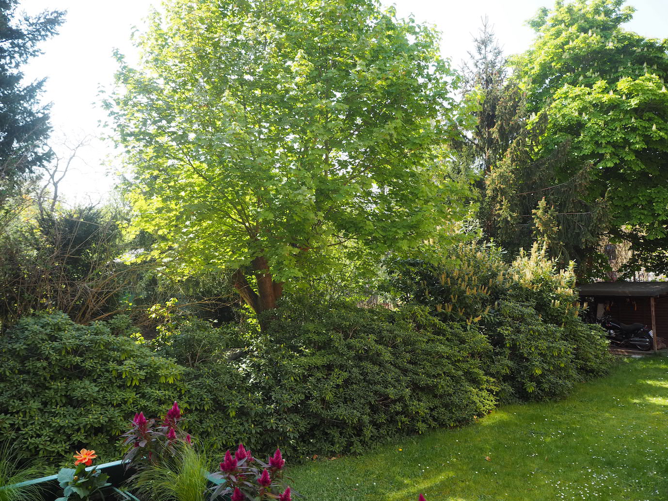 Blick aus in den Garten im Mai, weiße Blumen blühen auf dem Rasen