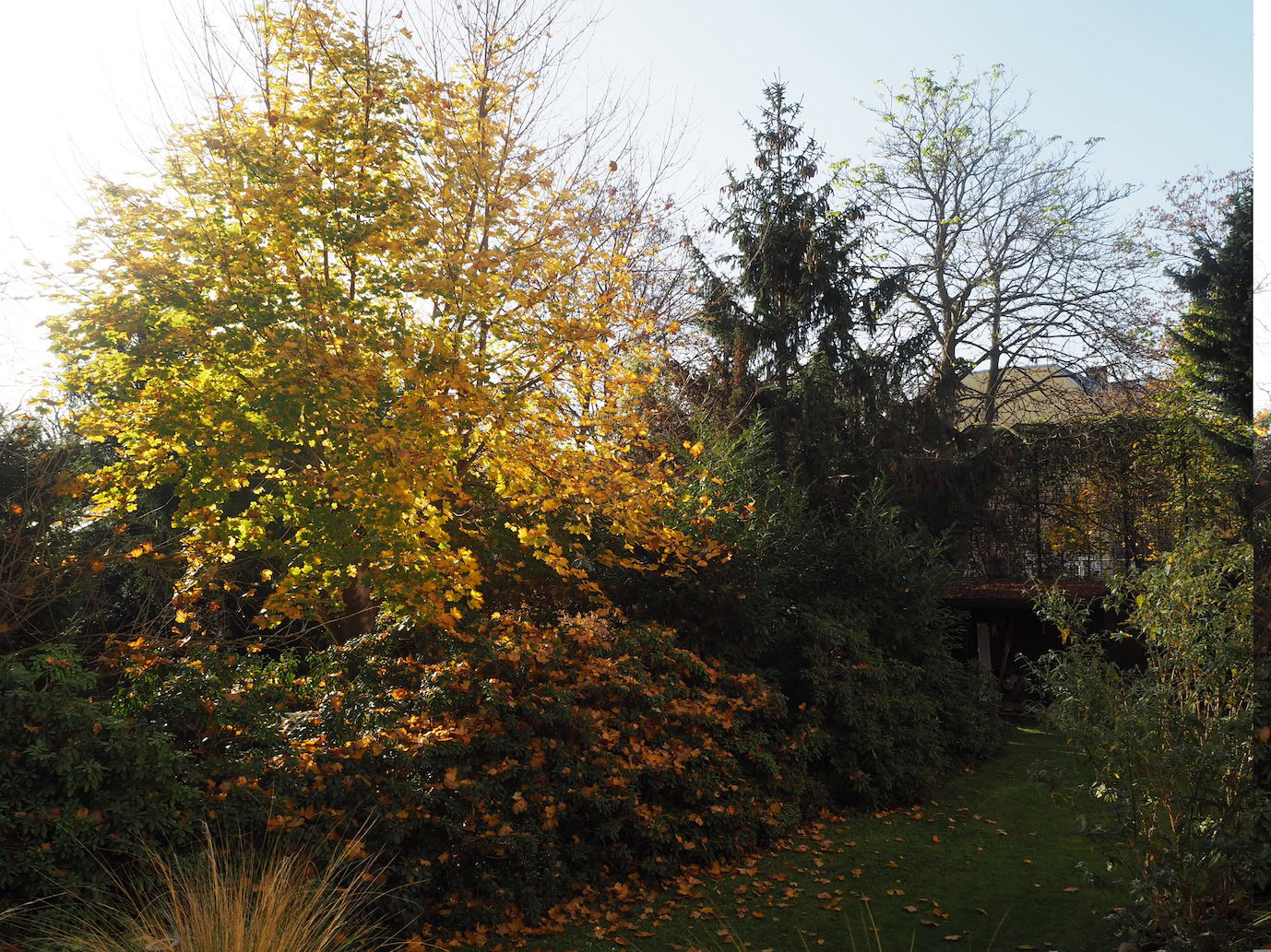 Blick in den Garten im Oktober, die Blätter sind bunt